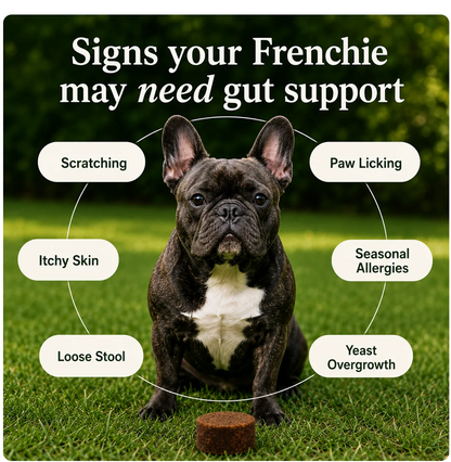 French Bulldog Vitality Chews
